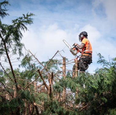 Tree Trimming Service Los Angeles
