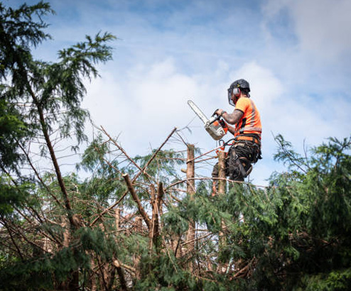 Tree Trimming Service Los Angeles