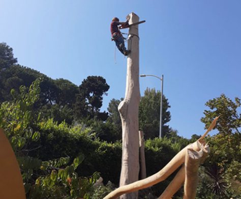 Tree Removal Los Angeles